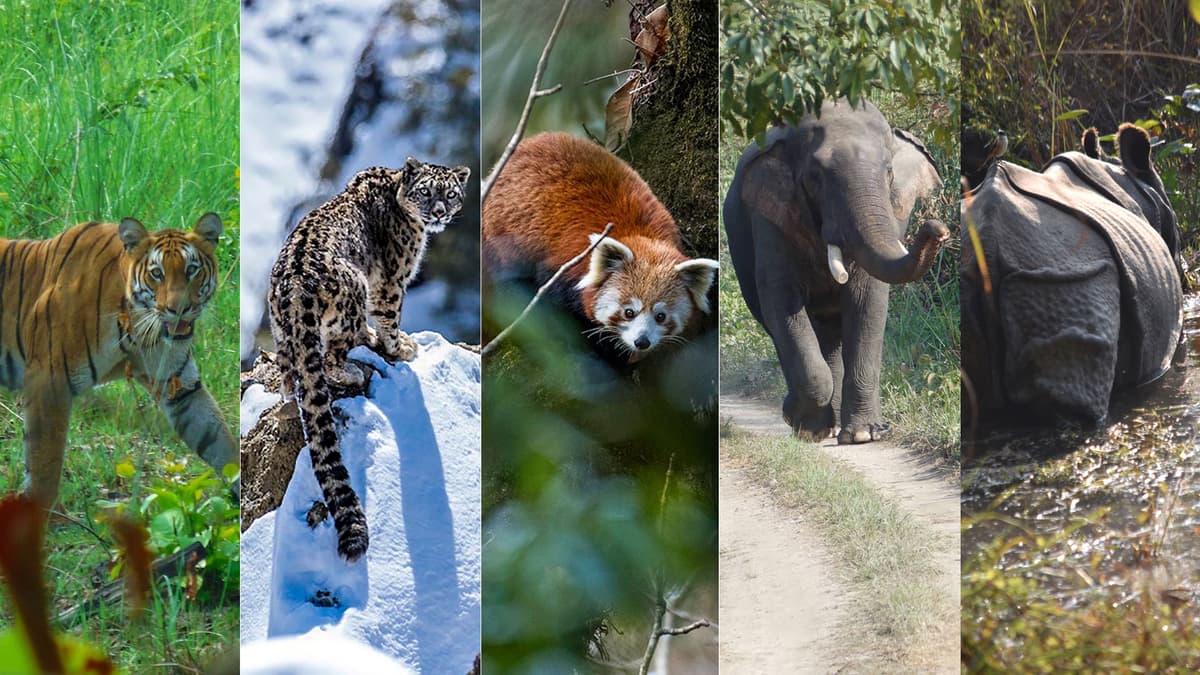 FaunnaAI: AI for Nepal’s Hidden Wildlife